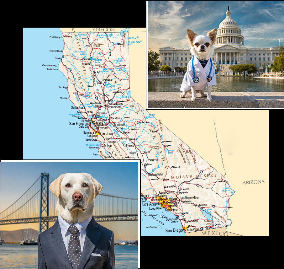 AI-generated images of a chihuahua doctor (that is, a doctor who is a chihuahua, not one that only treats chihuahuas, and in fact this is a public health professional so irrelevant) stands in front of the CA capitol building while in a separate image, a formally dressed labrador retriever stands in front of the Bay Bridge, both superimposed over a map of California 