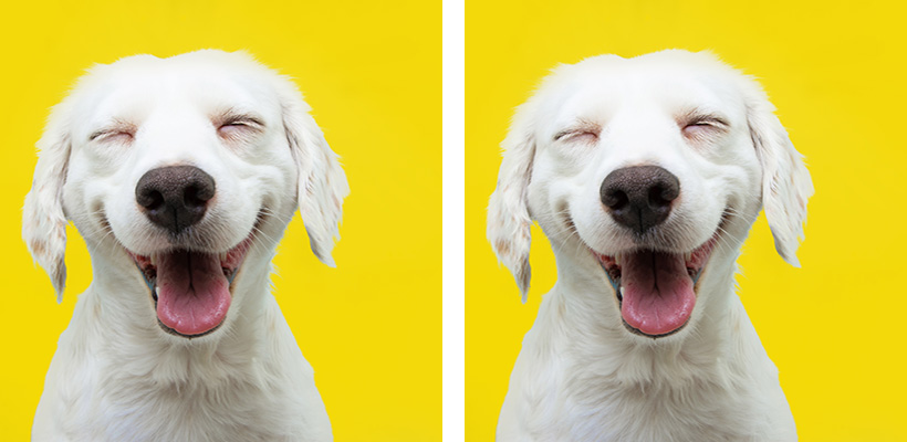 two copies of a very happy white labrabor retriever against a yellow background. This is Sergio. He is an advocate for healthy communities in California, and he has smelled a victory for prevention.