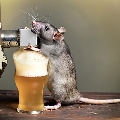 on a wooden bar, a rat drinks from a tap next to a foamy sample glass of beer